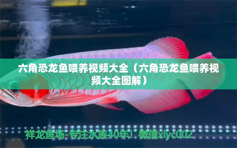 六角恐龍魚喂養(yǎng)視頻大全（六角恐龍魚喂養(yǎng)視頻大全圖解） 祥龍魚場