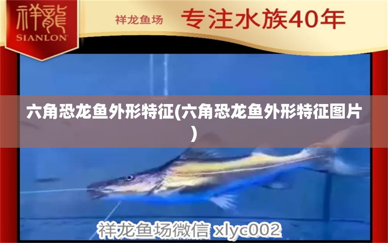 六角恐龍魚外形特征(六角恐龍魚外形特征圖片) 鐵甲武士