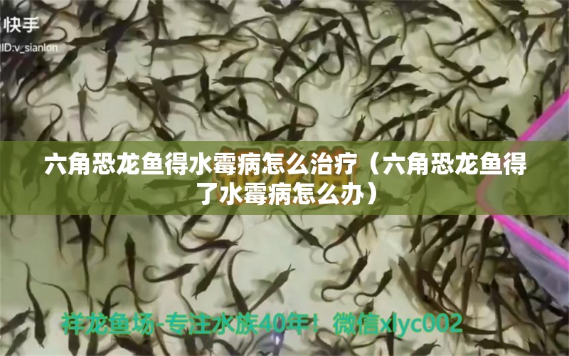 六角恐龍魚得水霉病怎么治療（六角恐龍魚得了水霉病怎么辦） 龍魚疾病與治療