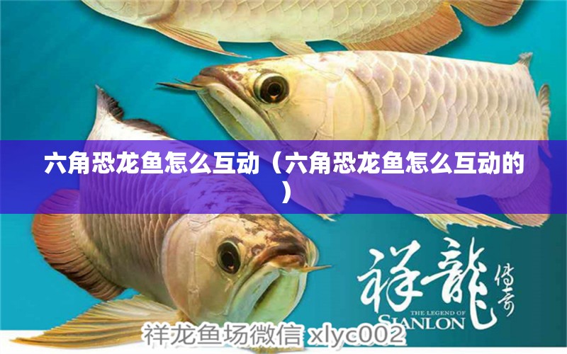 六角恐龍魚怎么互動(dòng)（六角恐龍魚怎么互動(dòng)的）