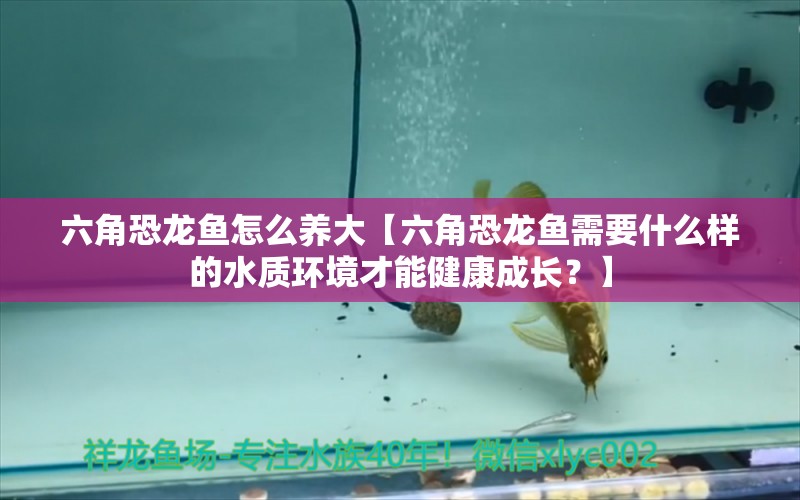 六角恐龍魚怎么養(yǎng)大【六角恐龍魚需要什么樣的水質(zhì)環(huán)境才能健康成長？】 水族問答 第1張