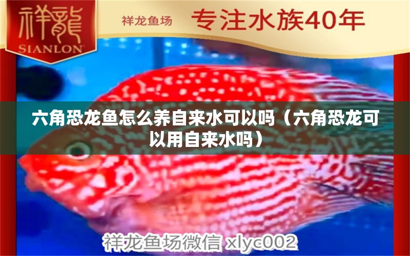 六角恐龍魚怎么養(yǎng)自來水可以嗎（六角恐龍可以用自來水嗎）