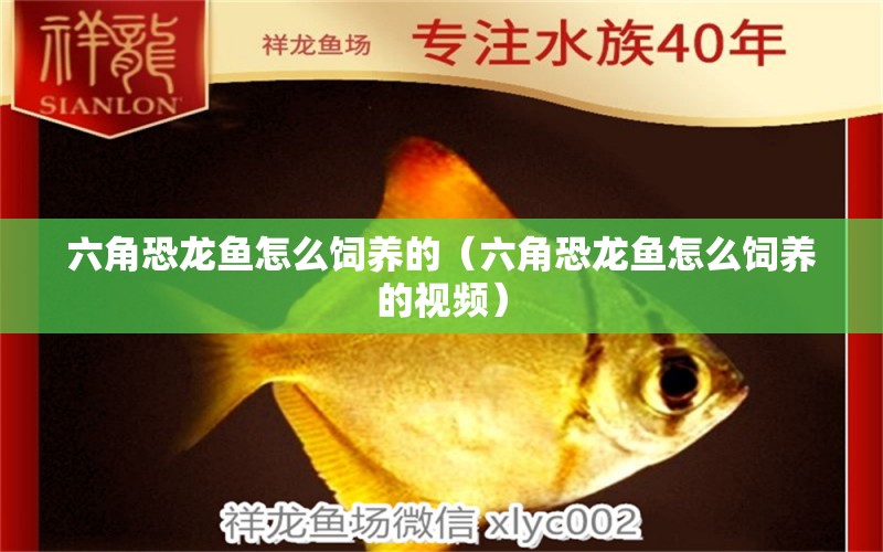 六角恐龍魚怎么飼養(yǎng)的（六角恐龍魚怎么飼養(yǎng)的視頻） 祥龍水族醫(yī)院