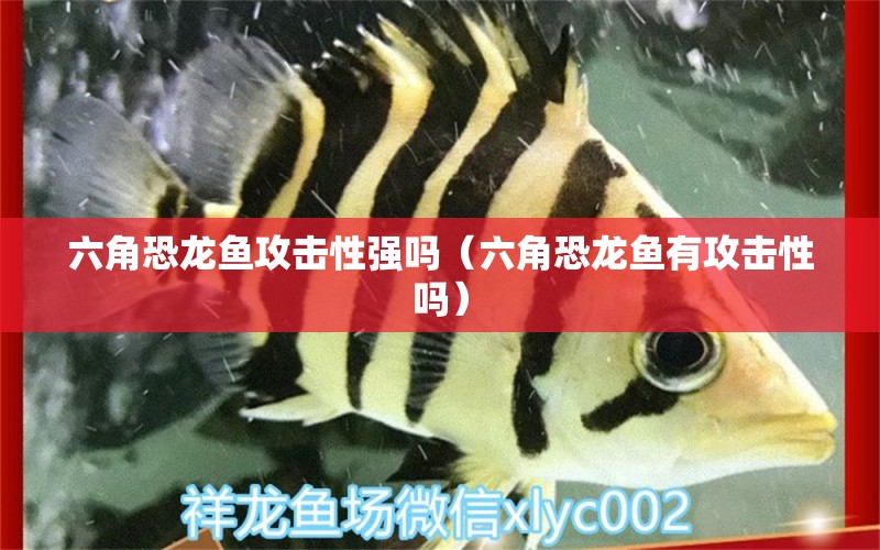 六角恐龍魚攻擊性強嗎（六角恐龍魚有攻擊性嗎）