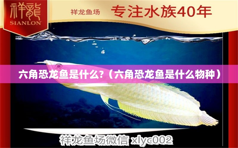 六角恐龍魚是什么?（六角恐龍魚是什么物種） 廣州龍魚批發(fā)市場