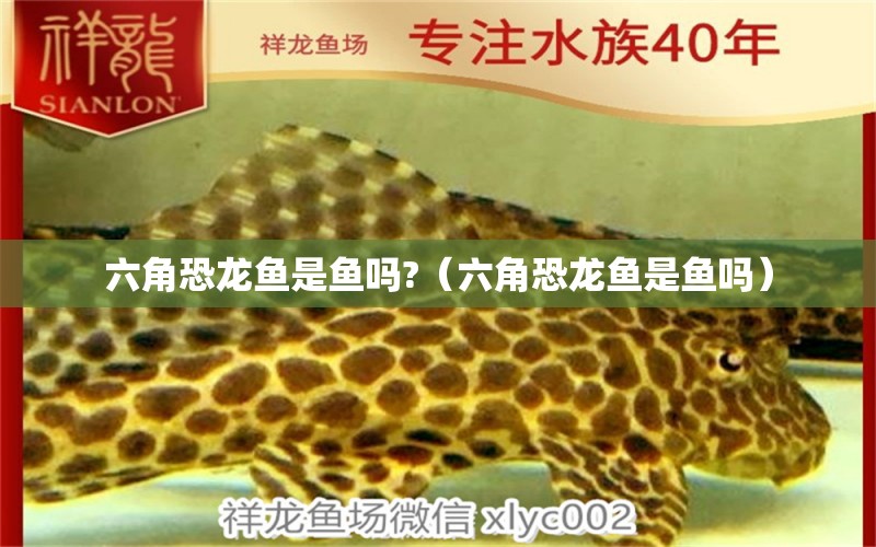 六角恐龍魚是魚嗎?（六角恐龍魚是魚嗎） 祥龍水族醫(yī)院