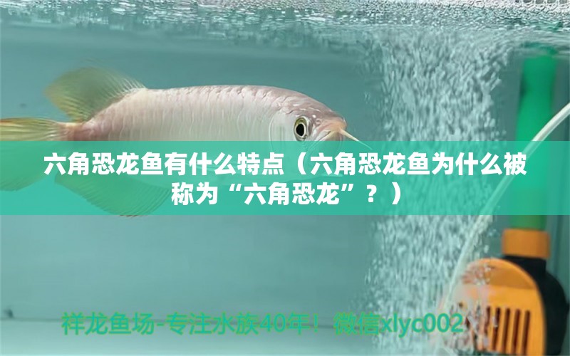 六角恐龍魚有什么特點(diǎn)（六角恐龍魚為什么被稱為“六角恐龍”？） 水族問答 第1張