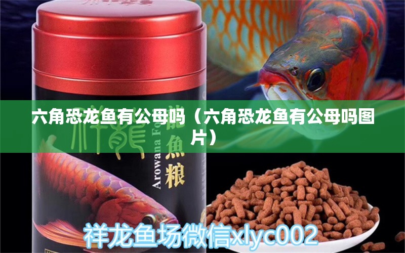 六角恐龍魚有公母嗎（六角恐龍魚有公母嗎圖片） 招財(cái)戰(zhàn)船魚