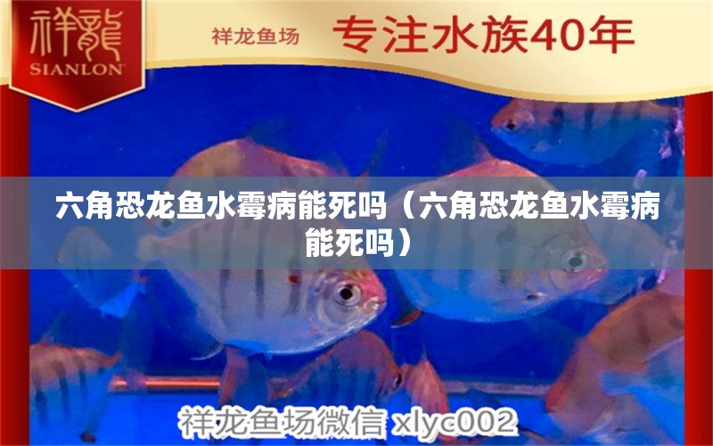 六角恐龍魚水霉病能死嗎（六角恐龍魚水霉病能死嗎）