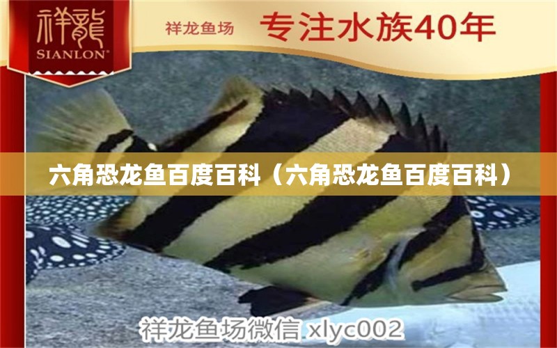 六角恐龍魚百度百科（六角恐龍魚百度百科） 龍魚疾病與治療