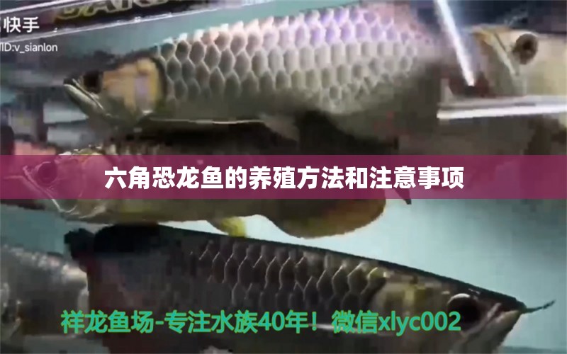 六角恐龍魚的養(yǎng)殖方法和注意事項(xiàng) 黃金鴨嘴魚