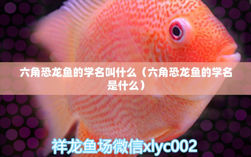 六角恐龍魚的學(xué)名叫什么（六角恐龍魚的學(xué)名是什么） 廣州龍魚批發(fā)市場