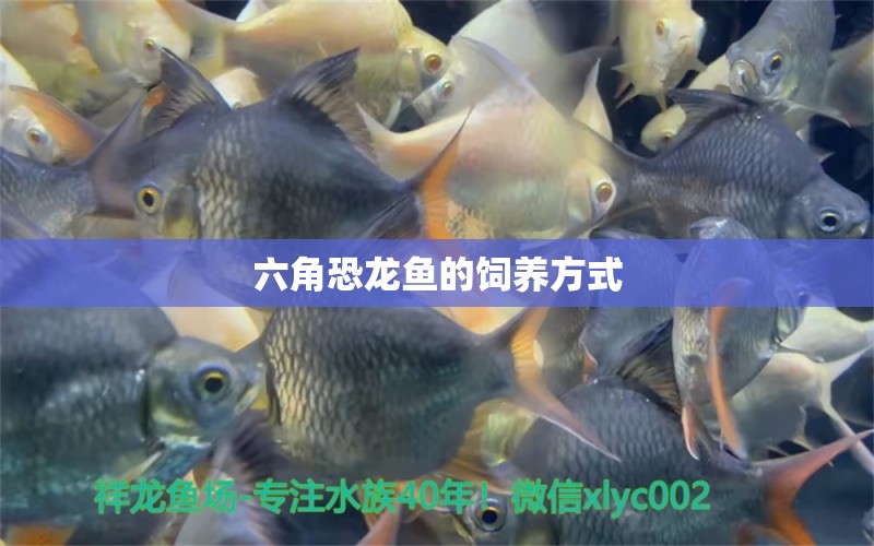 六角恐龍魚的飼養(yǎng)方式