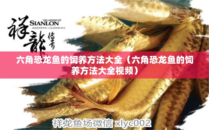 六角恐龍魚的飼養(yǎng)方法大全（六角恐龍魚的飼養(yǎng)方法大全視頻） 南美異形觀賞魚