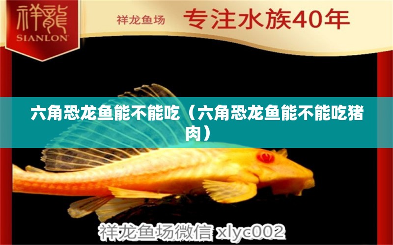 六角恐龍魚能不能吃（六角恐龍魚能不能吃豬肉）