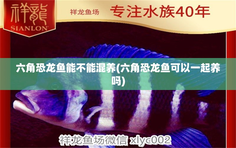 六角恐龍魚(yú)能不能混養(yǎng)(六角恐龍魚(yú)可以一起養(yǎng)嗎)