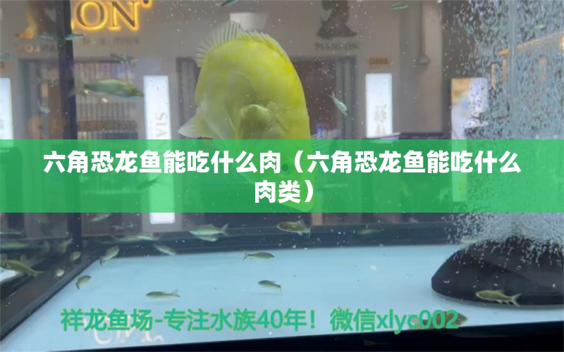 六角恐龍魚能吃什么肉（六角恐龍魚能吃什么肉類）