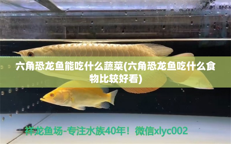 六角恐龍魚能吃什么蔬菜(六角恐龍魚吃什么食物比較好看) 祥禾Super Red紅龍魚