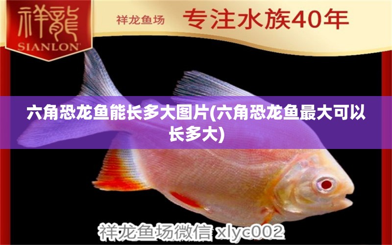 六角恐龍魚能長多大圖片(六角恐龍魚最大可以長多大) 紅魔王銀版魚