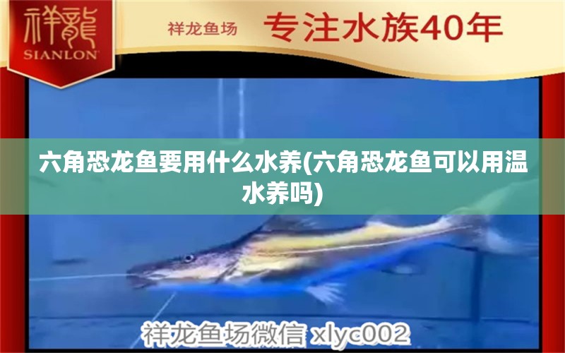 六角恐龍魚要用什么水養(yǎng)(六角恐龍魚可以用溫水養(yǎng)嗎) 三間鼠魚苗 第1張