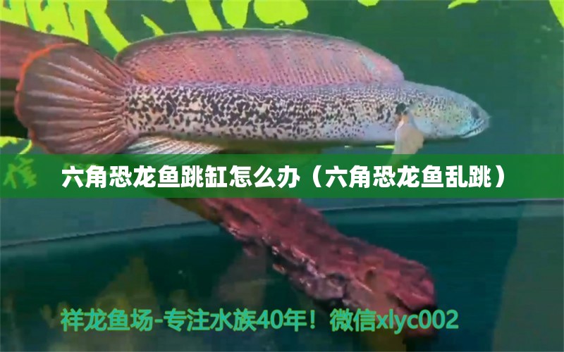 六角恐龍魚(yú)跳缸怎么辦（六角恐龍魚(yú)亂跳） 非洲金鼓魚(yú) 第1張