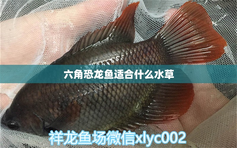 六角恐龍魚(yú)適合什么水草 水草