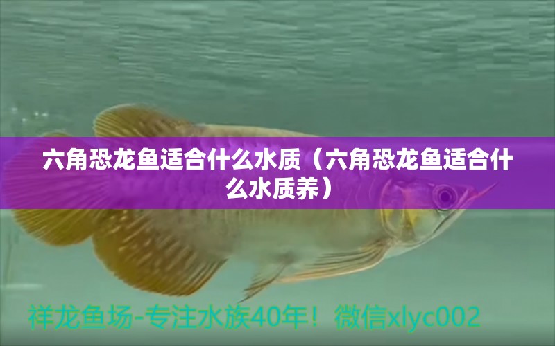 六角恐龍魚適合什么水質(zhì)（六角恐龍魚適合什么水質(zhì)養(yǎng)）