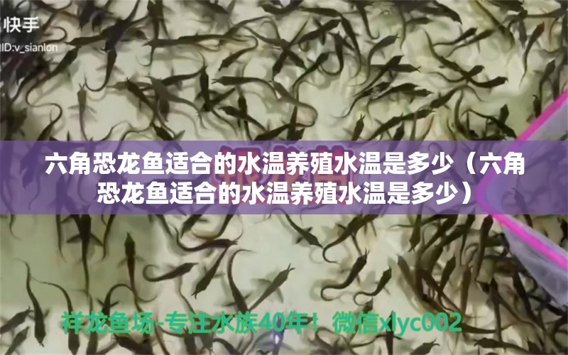 六角恐龍魚適合的水溫養(yǎng)殖水溫是多少（六角恐龍魚適合的水溫養(yǎng)殖水溫是多少）