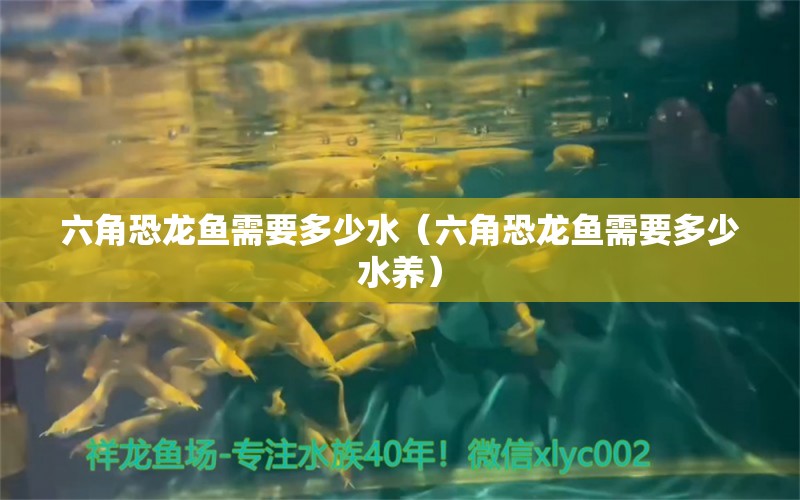 六角恐龍魚需要多少水（六角恐龍魚需要多少水養(yǎng)） 祥龍水族醫(yī)院