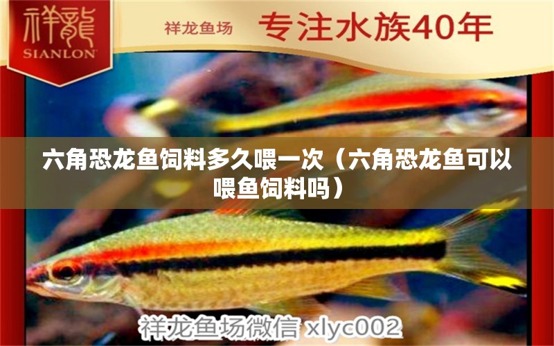 六角恐龍魚飼料多久喂一次（六角恐龍魚可以喂魚飼料嗎） 廣州觀賞魚批發(fā)市場