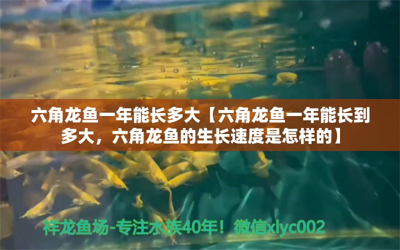 六角龍魚一年能長(zhǎng)多大【六角龍魚一年能長(zhǎng)到多大，六角龍魚的生長(zhǎng)速度是怎樣的】 水族問(wèn)答 第1張