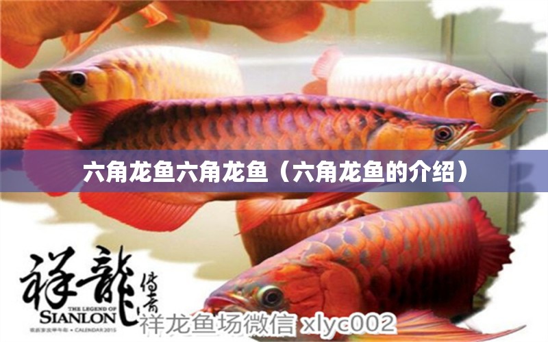 六角龍魚六角龍魚（六角龍魚的介紹） 廣州觀賞魚魚苗批發(fā)市場