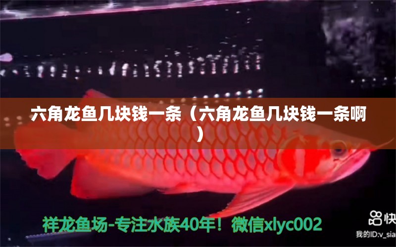 六角龍魚幾塊錢一條（六角龍魚幾塊錢一條?。? title=