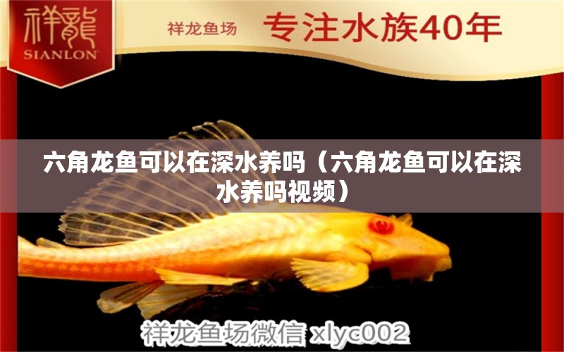 六角龍魚可以在深水養(yǎng)嗎（六角龍魚可以在深水養(yǎng)嗎視頻） 祥龍水族醫(yī)院