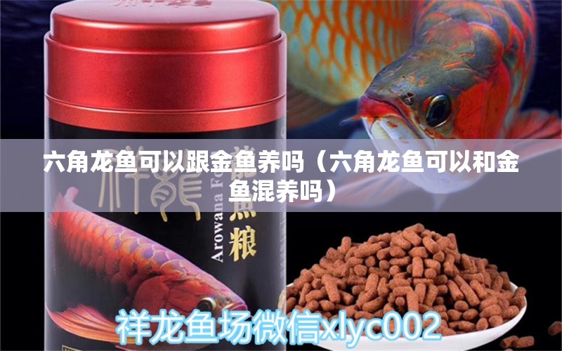 六角龍魚可以跟金魚養(yǎng)嗎（六角龍魚可以和金魚混養(yǎng)嗎） 可麗愛魚缸 第1張