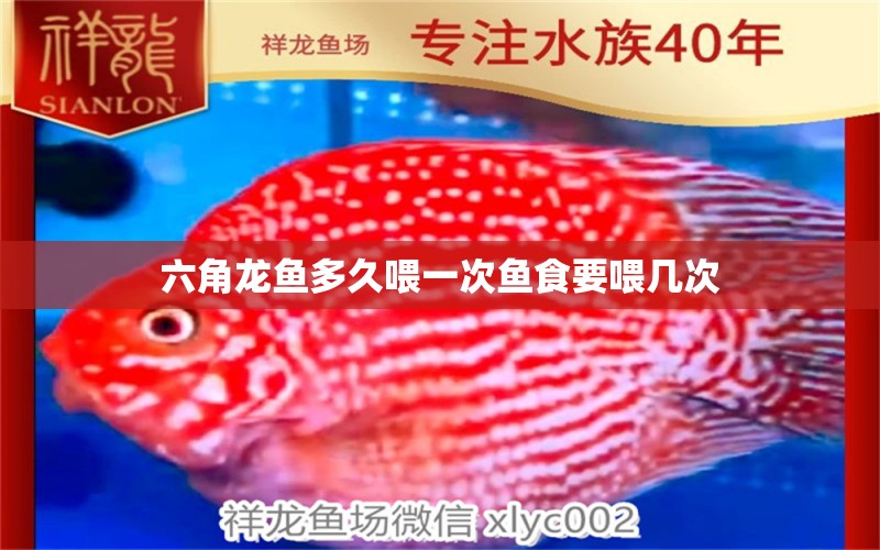 六角龍魚多久喂一次魚食要喂幾次 女王大帆魚