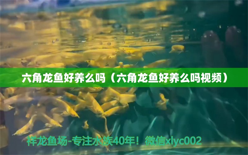 六角龍魚(yú)好養(yǎng)么嗎（六角龍魚(yú)好養(yǎng)么嗎視頻） 黃金達(dá)摩魚(yú)