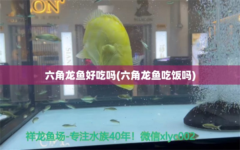 六角龍魚好吃嗎(六角龍魚吃飯嗎) 狗仔（招財貓)魚苗