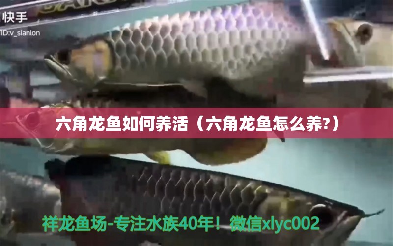 六角龍魚如何養(yǎng)活（六角龍魚怎么養(yǎng)?）