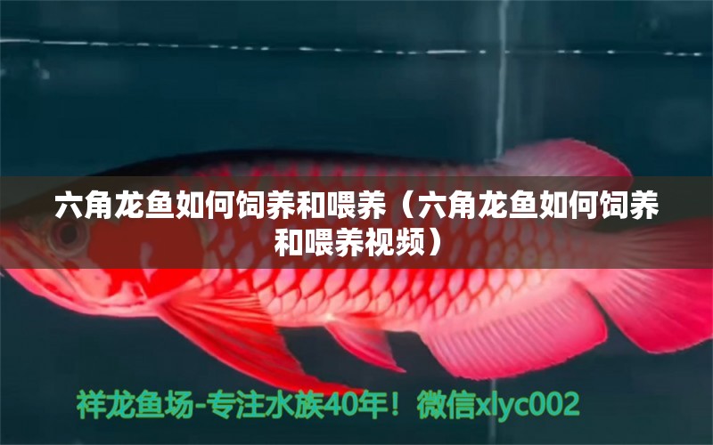 六角龍魚如何飼養(yǎng)和喂養(yǎng)（六角龍魚如何飼養(yǎng)和喂養(yǎng)視頻） 祥龍水族醫(yī)院