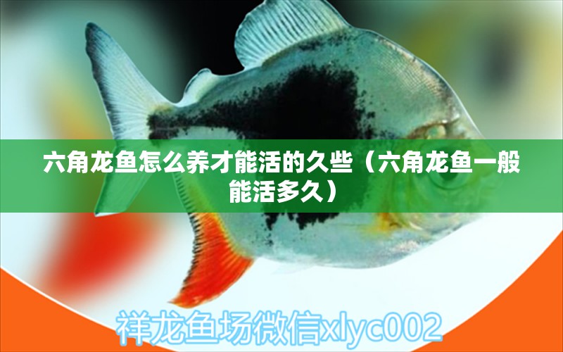 六角龍魚怎么養(yǎng)才能活的久些（六角龍魚一般能活多久）