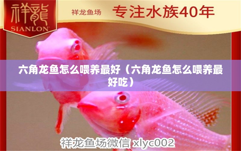 六角龍魚怎么喂養(yǎng)最好（六角龍魚怎么喂養(yǎng)最好吃）