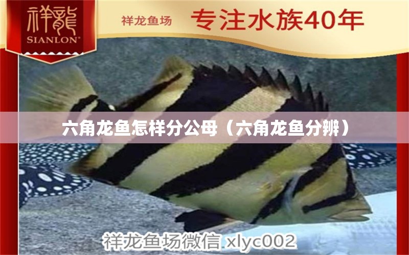 六角龍魚怎樣分公母（六角龍魚分辨） 廣州觀賞魚批發(fā)市場(chǎng)