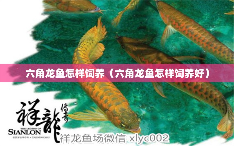 六角龍魚怎樣飼養(yǎng)（六角龍魚怎樣飼養(yǎng)好） 祥龍水族醫(yī)院