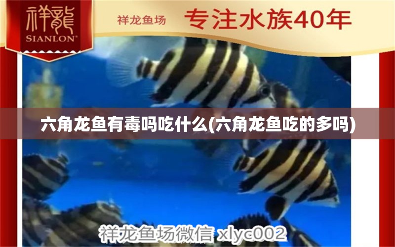 六角龍魚有毒嗎吃什么(六角龍魚吃的多嗎) 水族世界 第1張