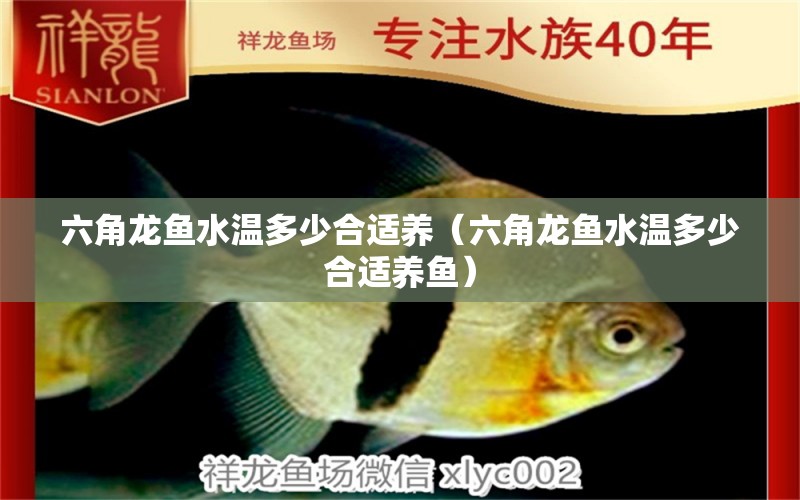 六角龍魚水溫多少合適養(yǎng)（六角龍魚水溫多少合適養(yǎng)魚）