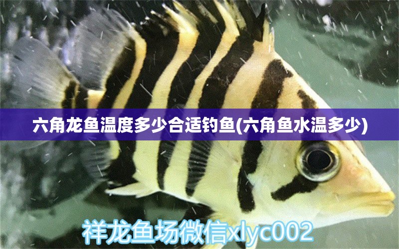 六角龍魚(yú)溫度多少合適釣魚(yú)(六角魚(yú)水溫多少) 垂釣樂(lè)園