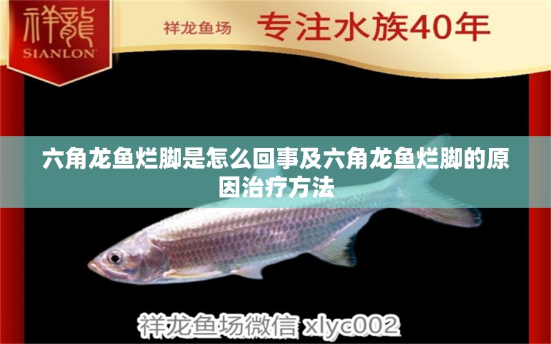 六角龍魚爛腳是怎么回事及六角龍魚爛腳的原因治療方法 魚缸定做