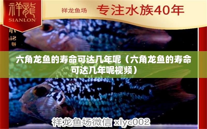 六角龍魚(yú)的壽命可達(dá)幾年呢（六角龍魚(yú)的壽命可達(dá)幾年呢視頻）