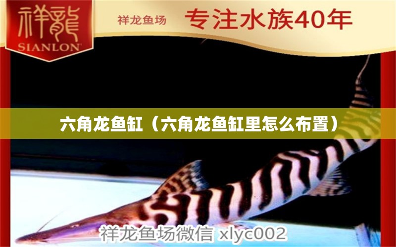 六角龍魚缸（六角龍魚缸里怎么布置）